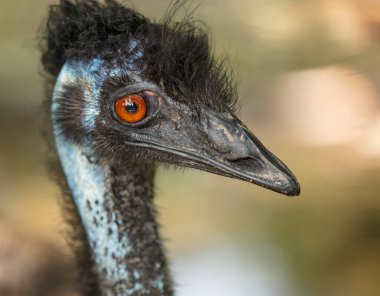 Tavus kuşunun kafasının yakınına.