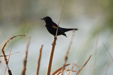 Bir dalda oturan küçük bir kuş