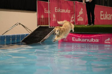 Novi, Michigan, ABD - 01.17.2020: Michigan Kış Köpeği Klasik Fuarı