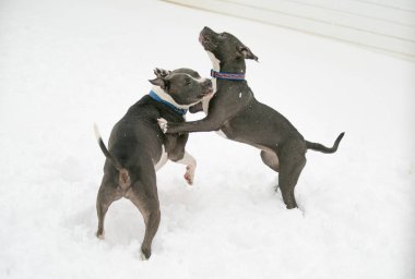 Pitbull köpek yavrusu karda ağabeyiyle oynar.