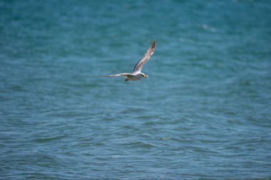 Martı denizde uçuyor.