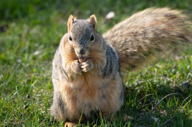 Çimlerde sevimli bir sincap