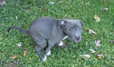 Yeşil çayırdaki sevimli gri köpek yavrusu 