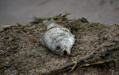 Ölü balık kıyıya vurdu. 