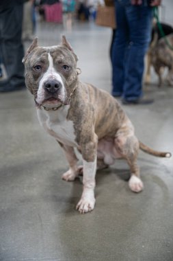 Michigan Kış Köpeği Klasik Fuarı 2020 