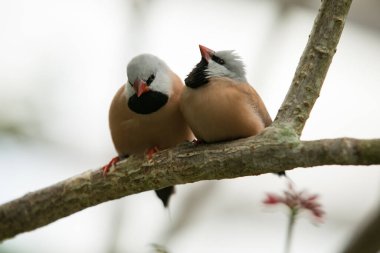 white-tailed tit in nature