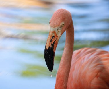 Hayvanat bahçesinde pembe flamingo