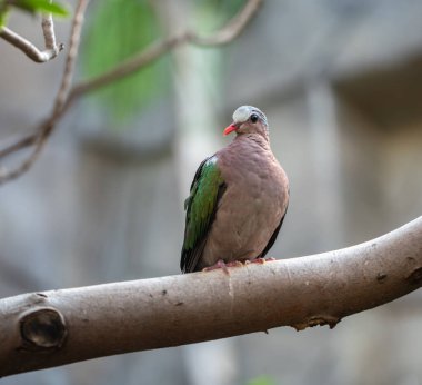 Gri kaplama zümrüt güvercin tünemiş ve sana poz veriyor.