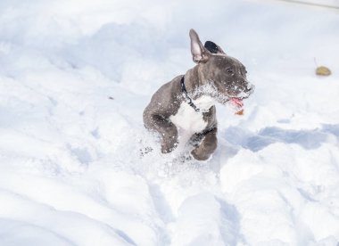 Yavru köpek, Staffordshire Boğa Teriyeri karda. 