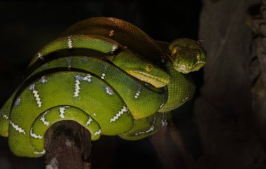 Yeşil ağaç direği yaklaştığını gördü.