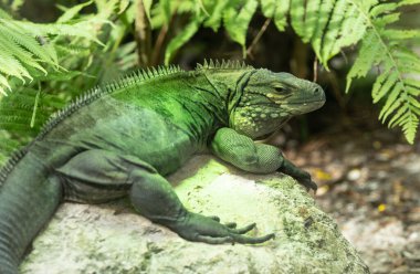 Büyük cayman iguana Yaz güneşinde kayanın üzerinde uzanır