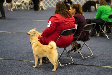 Novi, Michigan, ABD - 01.17.2020: Michigan Kış Köpeği Klasik Fuarı