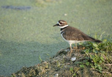 Afrika bozkırlarında büyük bir benekli çulluk.