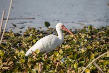 Tuna deltasındaki beyaz pelikan.