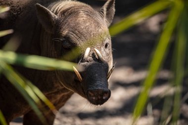 Genç siyah bir domuzun yakın çekimi.