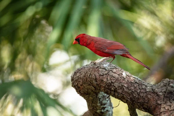 vibrant cardinal red bird