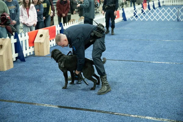 Novi, Michigan, ABD - 01.17.2020: Michigan Kış Köpeği Klasik Fuarı