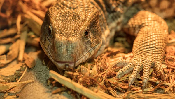 Zbliżenie Wspólnej Ropuchy Terrarium — Darmowe zdjęcie stockowe