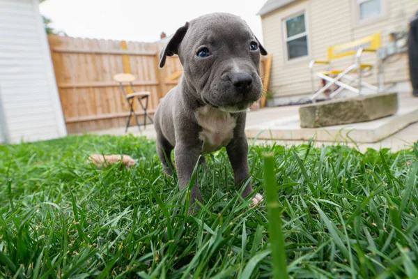 芝に青い目の子犬が立っています — ストック写真