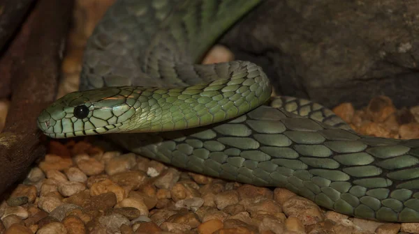 Serpente Zoológico — Fotografia de Stock