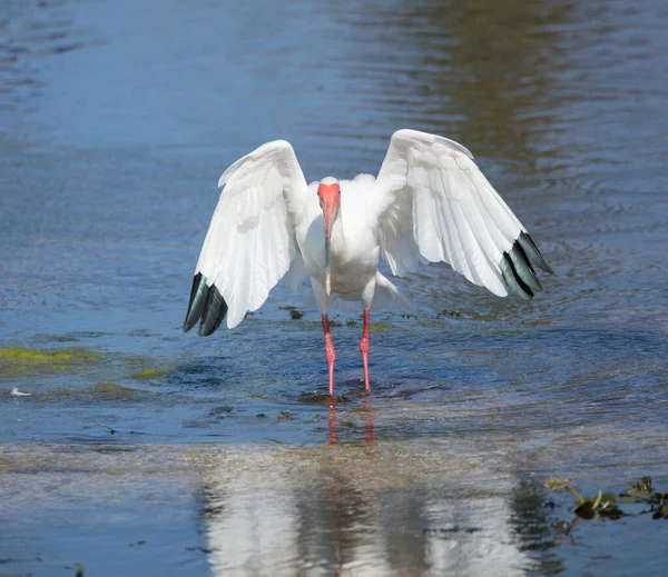 Белый Аист Полете Воде — стоковое фото