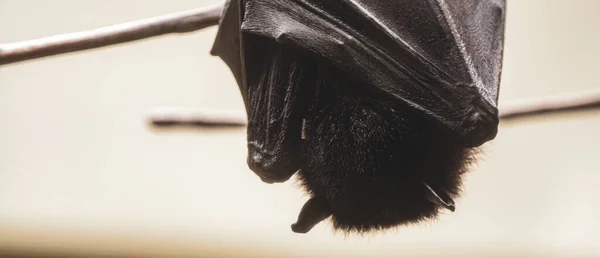 박쥐는 자기위해 위에서 매달려 — 스톡 사진