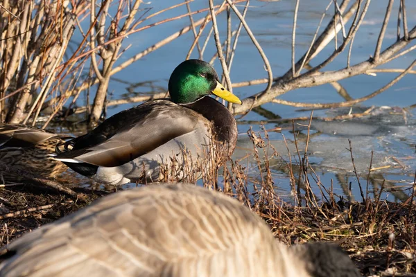 Canard Oiseau Dans Nature Faune — Photo