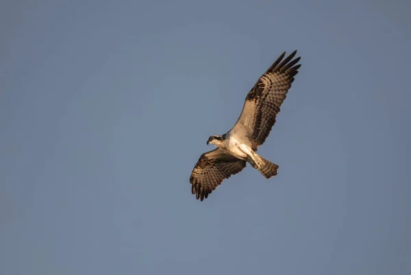 Flying Hawk Flight — Stock Photo, Image