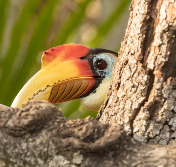 Gros Plan Oeil Oiseau — Photo