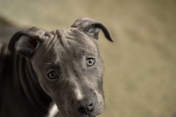 Pitbull Filhote Cachorro Está Olhando Para Você — Fotografia de Stock