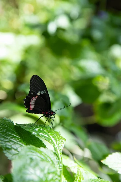 Mariposa Negra Posada Sobre Fondo Hoja — Foto de Stock