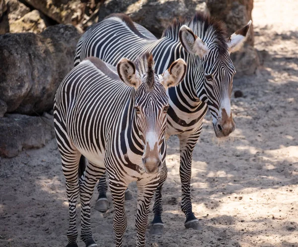 Zebra Zoo — Stockfoto