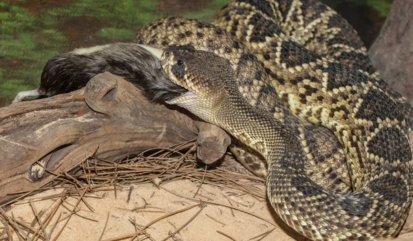 動物園で蛇のクローズアップ — ストック写真