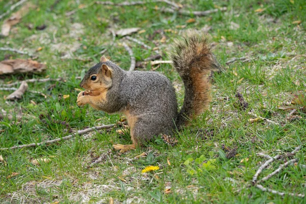 Harrison Township Michigan Eua Maio 2020 Little Cute Brown Squirrel — Fotografia de Stock