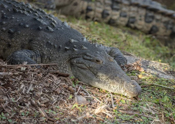 Grande Crocodilo Zoológico — Fotografia de Stock