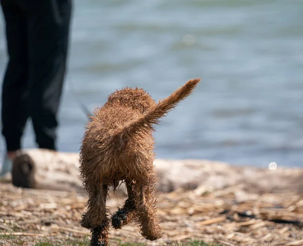 Honden Spelen Het Water Het Strand — Stockfoto