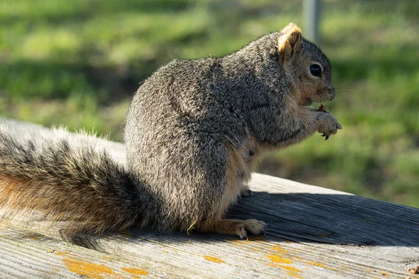 Écureuil Mignon Assis Sur Arbre — Photo