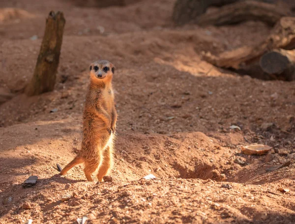 Meerkat Στο Ζωολογικό Κήπο Της Ναμίμπια — Φωτογραφία Αρχείου