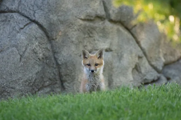 Red Fox Pups Explore Park Sunny Day — Stock Photo, Image