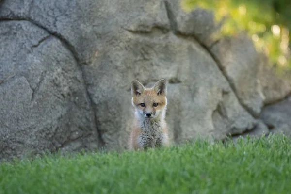 Cuccioli Volpe Rossa Esplorare Parco Una Giornata Sole — Foto Stock