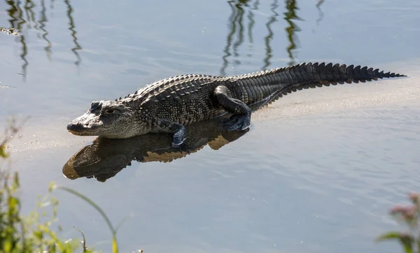 Крокодил Ставку — стокове фото