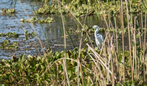 Pelicano Branco Delta Danúbio — Fotografia de Stock