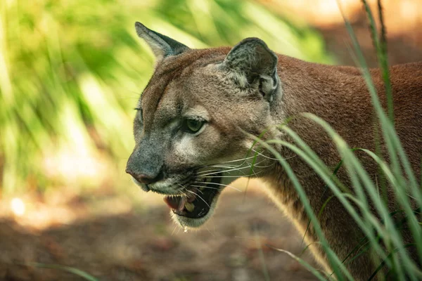 Lioness Green Bush Black Background — Stock Photo, Image