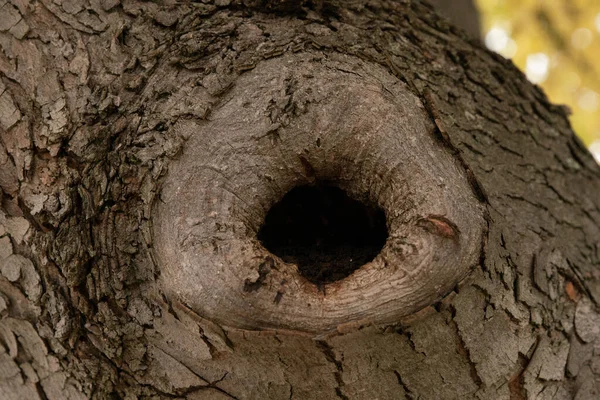 Árvore Madura Está Olhando Para Você — Fotografia de Stock