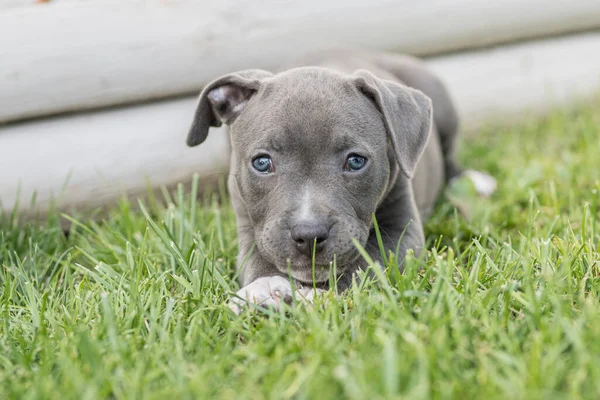 可愛いですグレー子犬犬で緑の草の牧草地 — ストック写真