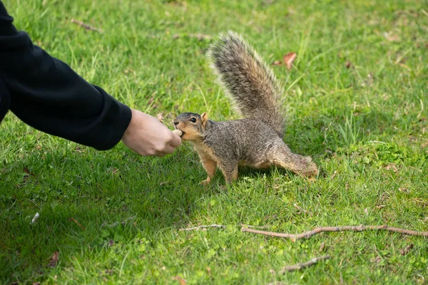 Harrison Township Michigan Mei 2020 Michigan Metro Park Activiteit Tijdens — Stockfoto