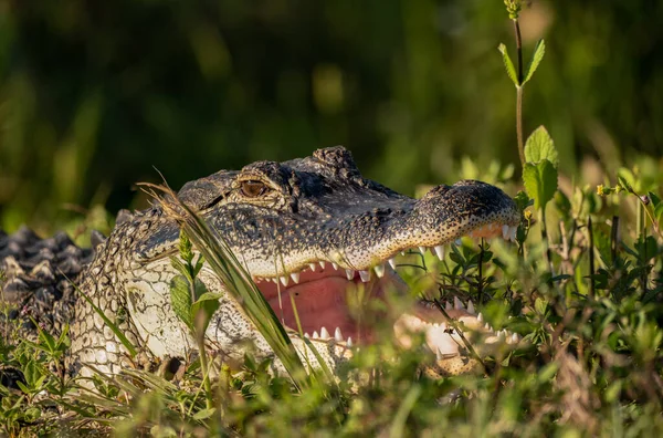 Krokodil Het Gras — Stockfoto