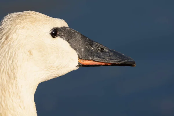 Swan Tittar När Solen Går Ner — Stockfoto