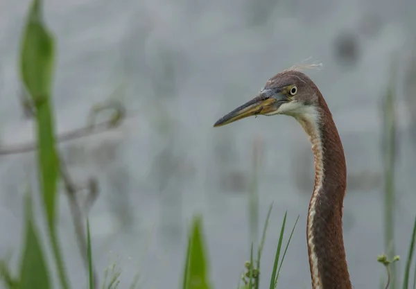 Grand Héron Oiseau Dans Nature Flore Faune — Photo