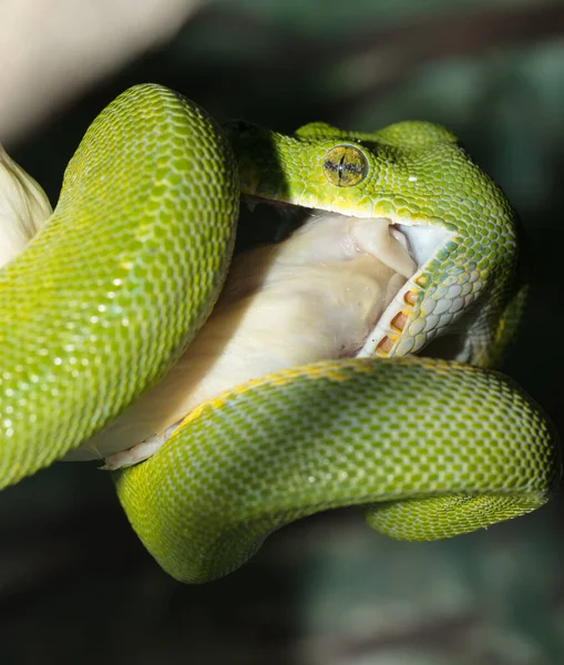 Serpente Verde Rocha — Fotografia de Stock